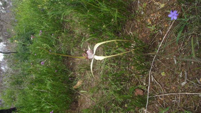 Caladenia - Spider Orchid-DSCF5425.JPG